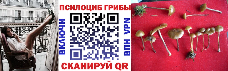Псилоцибиновые грибы GOLDEN TEACHER  магазин продажи   Сланцы 